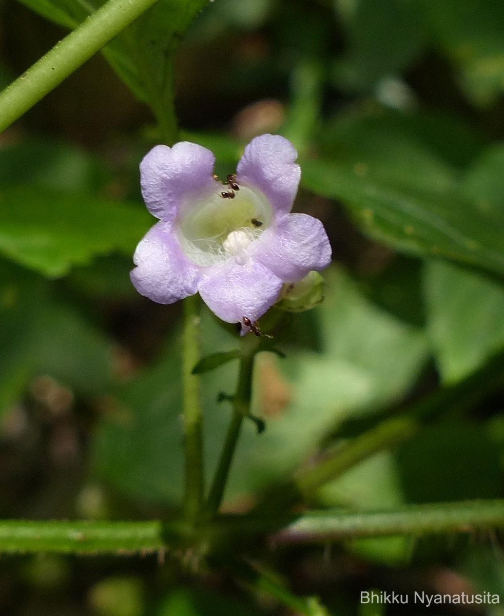 Strobilanthes lupulina Nees